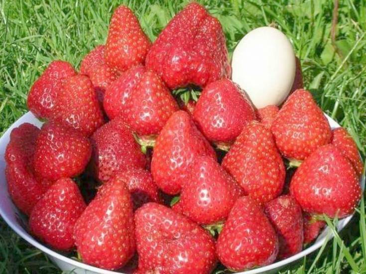 О клубнике рубиновый кулон: описание сорта, агротехника посадки и выращивания