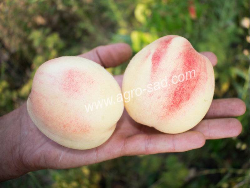 Сравнительная характеристика лучших ранних и поздних сортов персиков