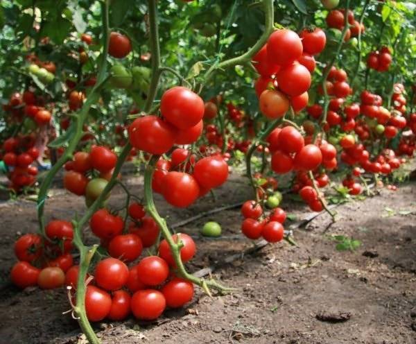 Когда высаживать помидоры в теплицу в сибири