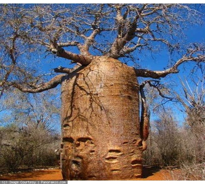 Генералы среди деревьев: 10 удивительных фактов о гигантских секвойях