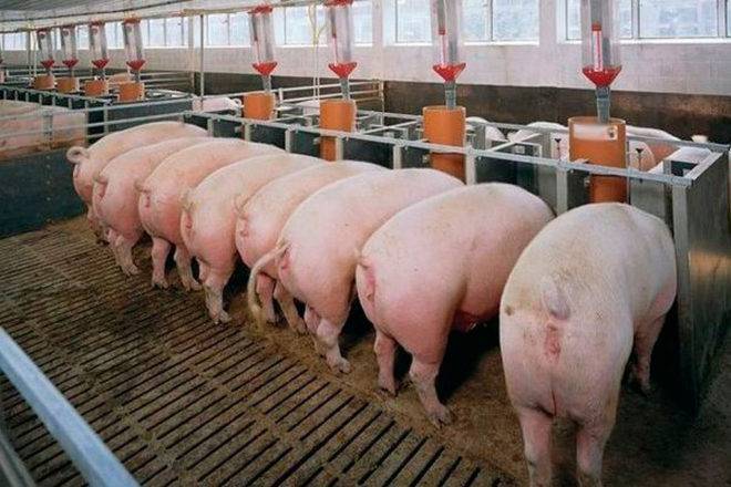 Оплодотворение свиней искусственным путем