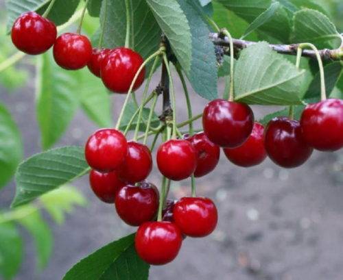 Описание и характеристики вишни сорта малиновка, лучшие регионы для выращивания