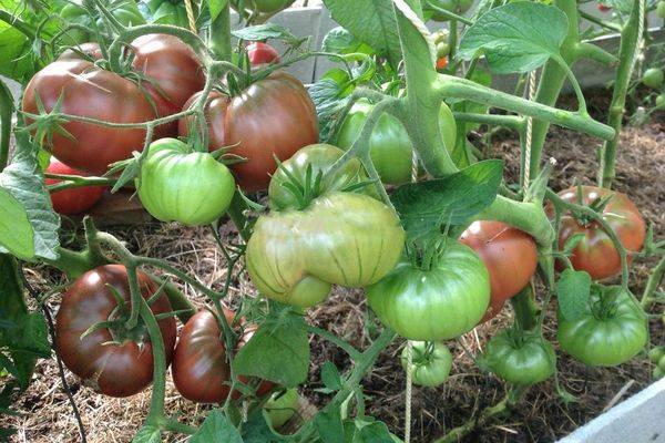 Томат "сахарный бизон": характеристика и описание сорта, советы по выращиванию и фото помидоров