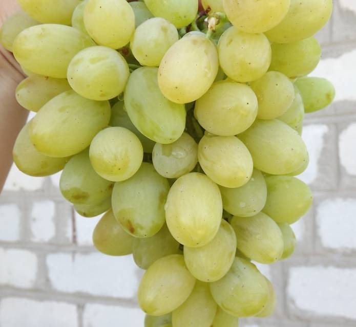Виноград «августин» — стойкий и вкусный