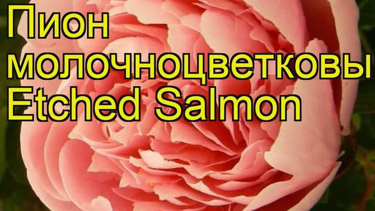 Etched salmon пион фото