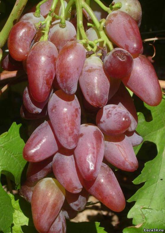 Описание винограда пестрый
