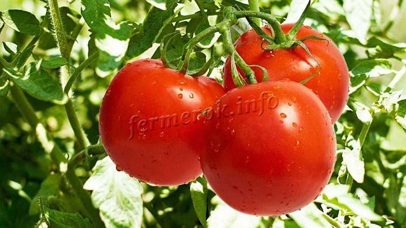 Характеристика сорта помидоров полбиг