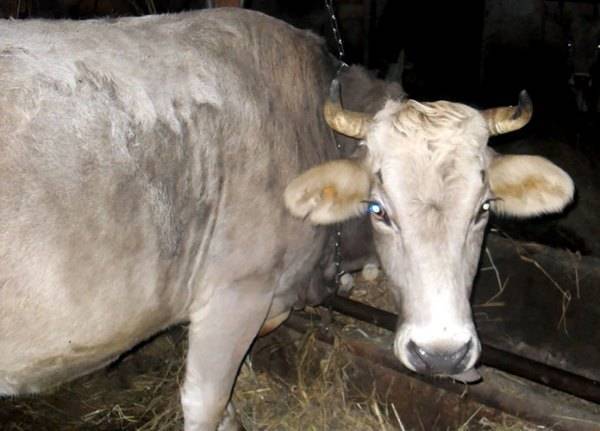 Ярославская порода коров: характеристика и особенности содержания