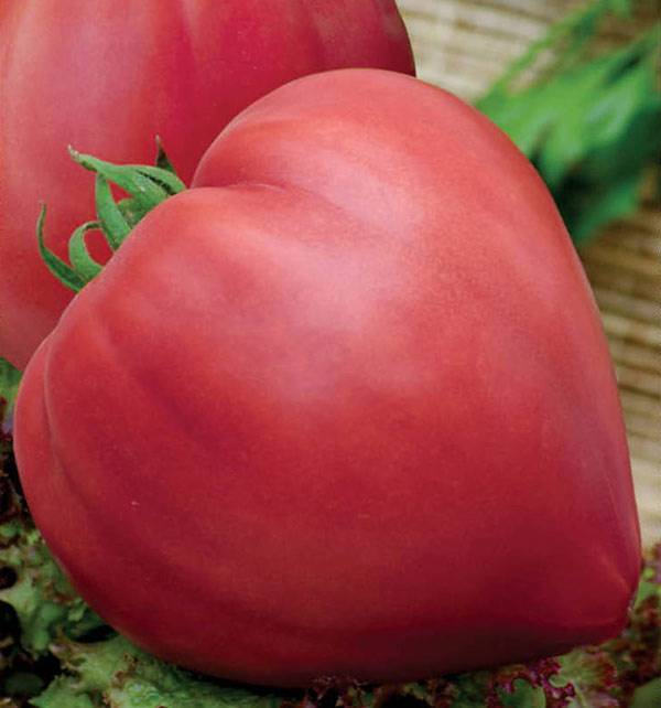Урожайный сибиряк: томат зимаревский великан. как вырастить: описание и советы