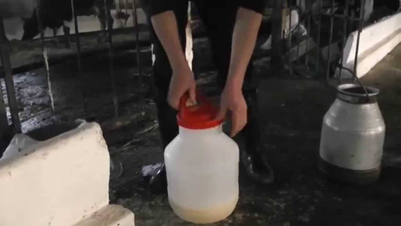 Жирность домашнего козьего молока