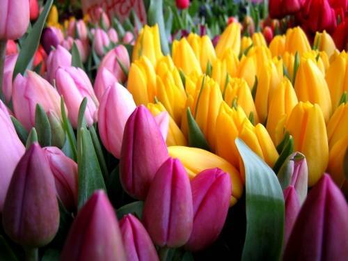 Выгонка тюльпанов в теплице к 8 марта: сколько времени растут, как выращивать и по какой технологии их срезать?