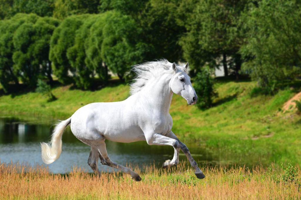 Андалузская порода лошадей.описание и фото породы