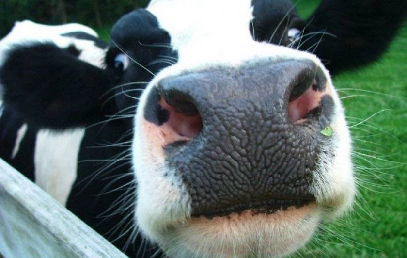 Отравление у коровы: симптомы и лечение