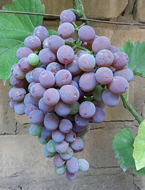 Виноград виктория: описание, фото и отзывы