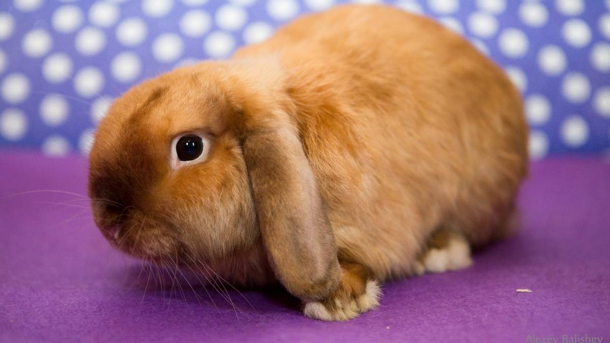 Порода кроликов вислоухий баран: описание и содержание