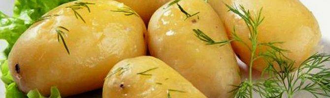 Картофель лапоть — надёжный кормилец