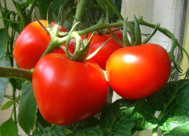 Как и чем нужно подкормить помидоры (томаты) после высадки в грунт