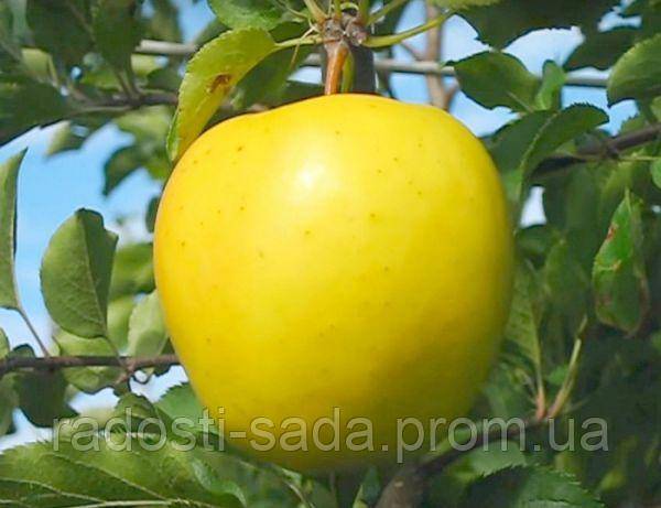 Сорт яблони голден делишес – сладкий любимец садоводов