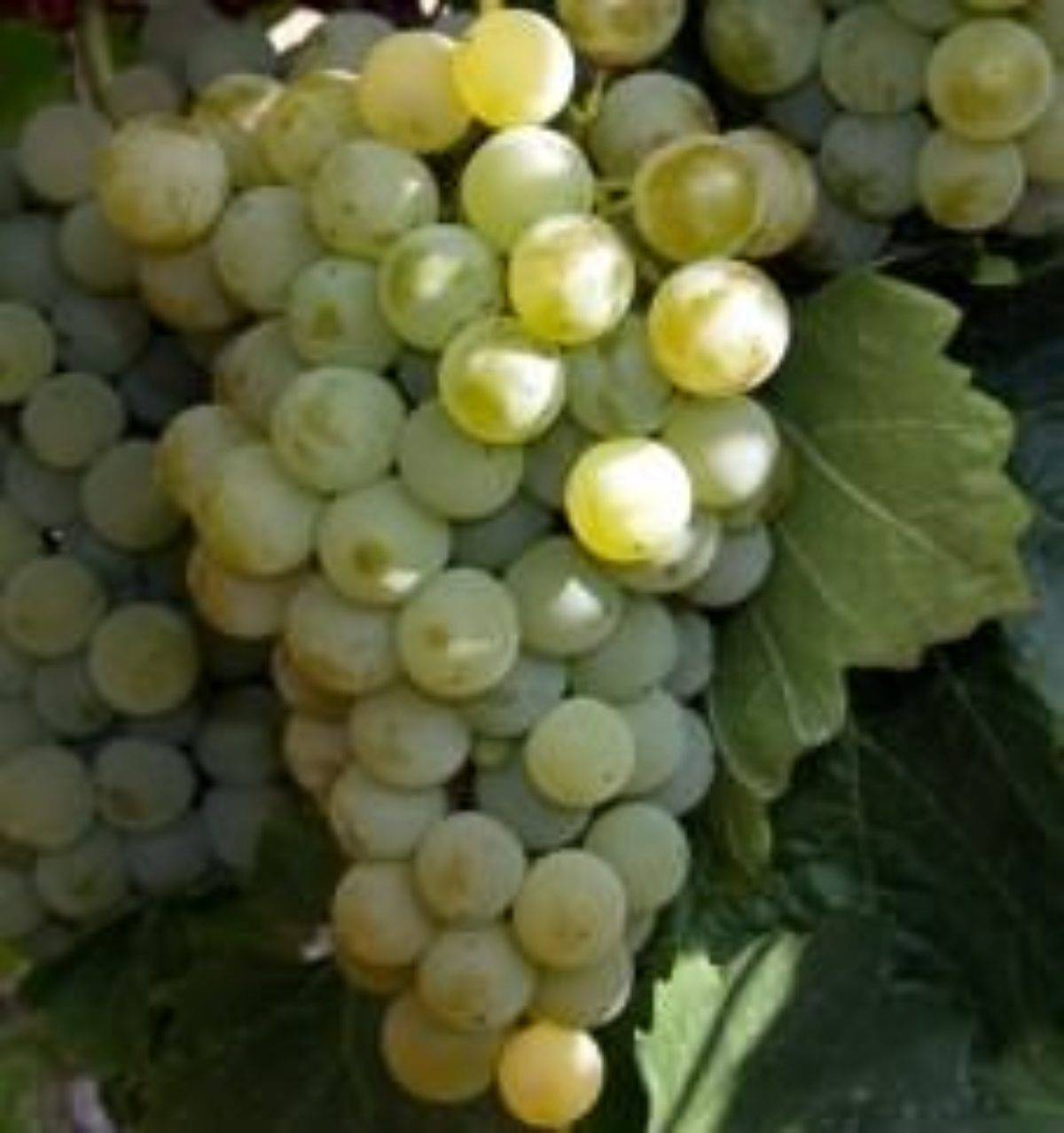 Виноград ркацители: описание сорта, характеристики, фото, особенности выращивания и урожайность