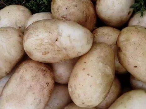 Картофель славянка: описание сорта, фото, отзывы, посадка, выращивание, уход