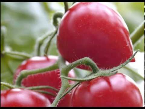 Характеристика и описание сорта томата розовая стелла, его урожайность