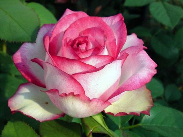Чайно-гибридные розы: фото и названия 