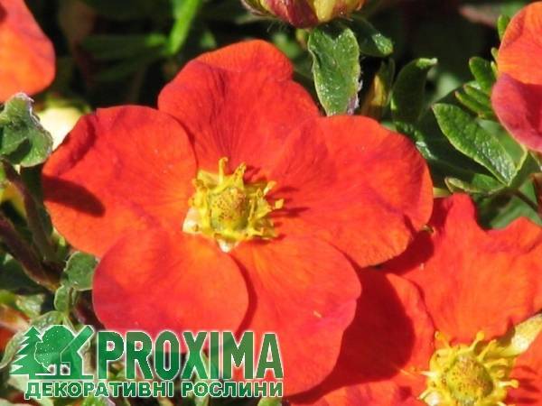 Лапчатка кустарниковая Ред Айс: описание, выращивание, фото