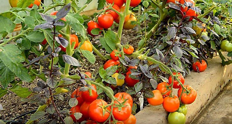 Томат лакомка — описание сорта, фото, урожайность и отзывы садоводов