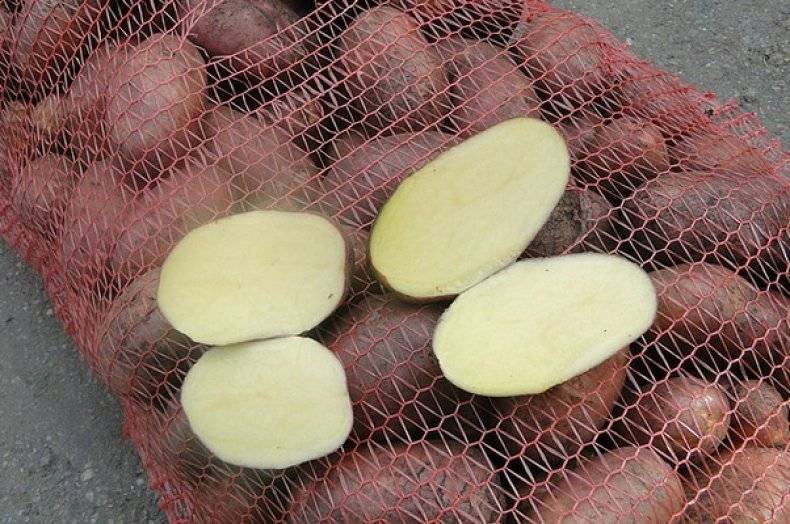 Картофель ирбитский: описание, особенности выращивания, отзывы