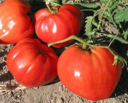 Сорт томата «воловье сердце»: описание, посадка, особенности выращивания и ухода