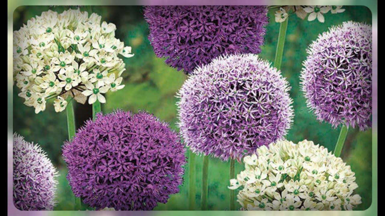Декоративный лук – для цветника и салата
