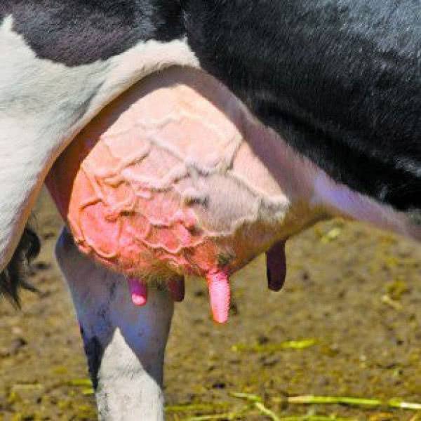 Лечение мастита у коров в домашних условиях (народные средства, препараты)