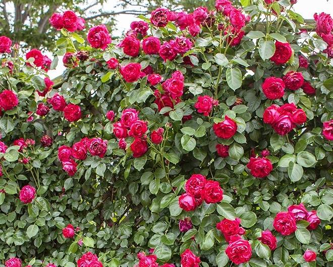 Роза мари кюри, фото, отзывы и описание