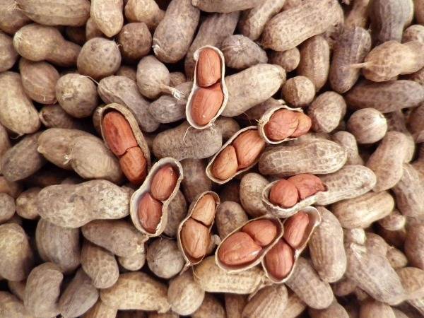 Как растет арахис? родина арахиса. виды и полезные свойства арахиса