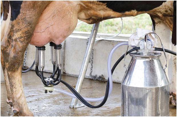 Доильный аппарат для коров — модели, конструкции, виды, варианты применения, эффективность и основные параметры (105 фото и видео)
