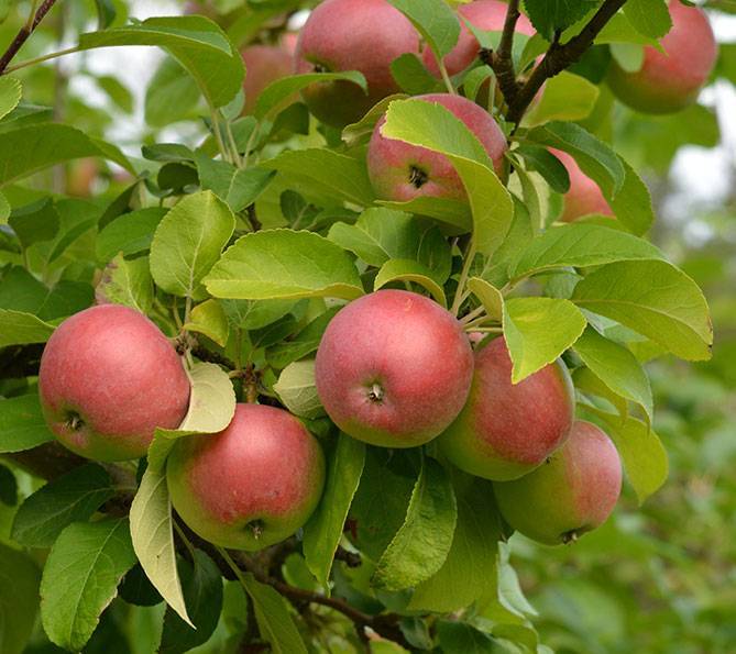 Яблоня сорта «лобо»: описание сорта и отзывы садоводов