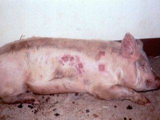 Аскаридоз свиней: симптомы и особенности лечения