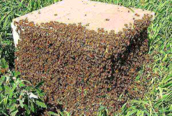 Осенний уход за пчелами