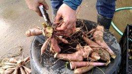 Георгины: стоит ли выкапывать корневища осенью и как хранить их зимой