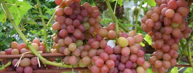 Описание сорта винограда софия: фото и отзывы | vinograd-loza