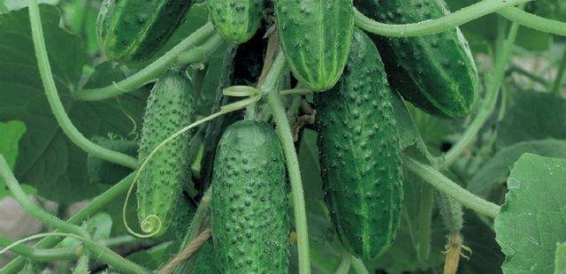 Как правильно выращивать огурцы «клавдия f1», чтобы побить рекорды урожайности