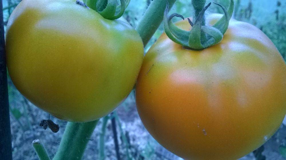 Сорт томата «лонг кипер»: описание, характеристика, посев на рассаду, подкормка, урожайность, фото, видео и самые распространенные болезни томатов