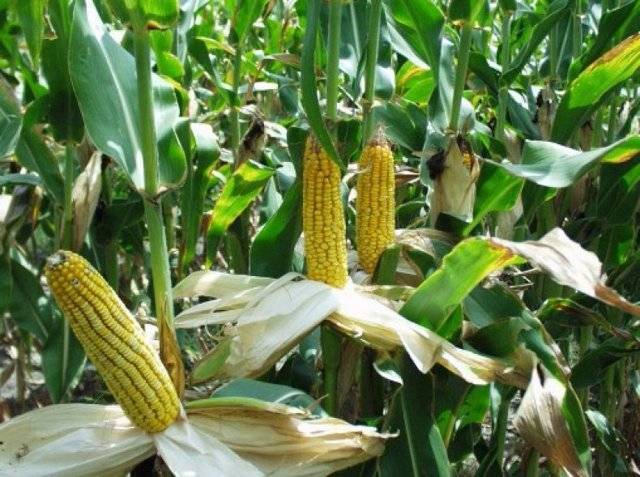 Когда и как сажать кукурузу в 2020 году