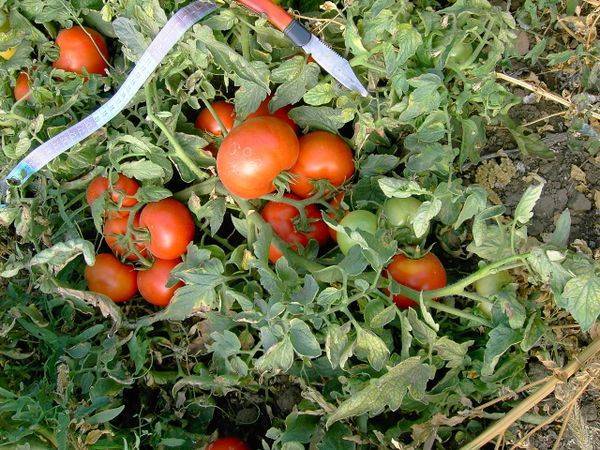 Томат "полбиг" f1: описание характеристик гибридных помидор, рекомендации по выращиванию, фото-материалы