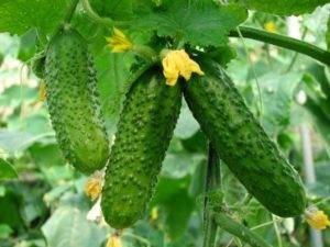 Огурец гектор f1: описание сорта и особенности выращивания