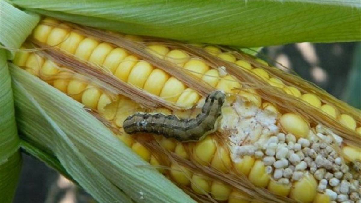 Чем опасна хлопковая совка на кукурузе: обнаруживаем врага, затем быстро и эффективно боремся с ним
