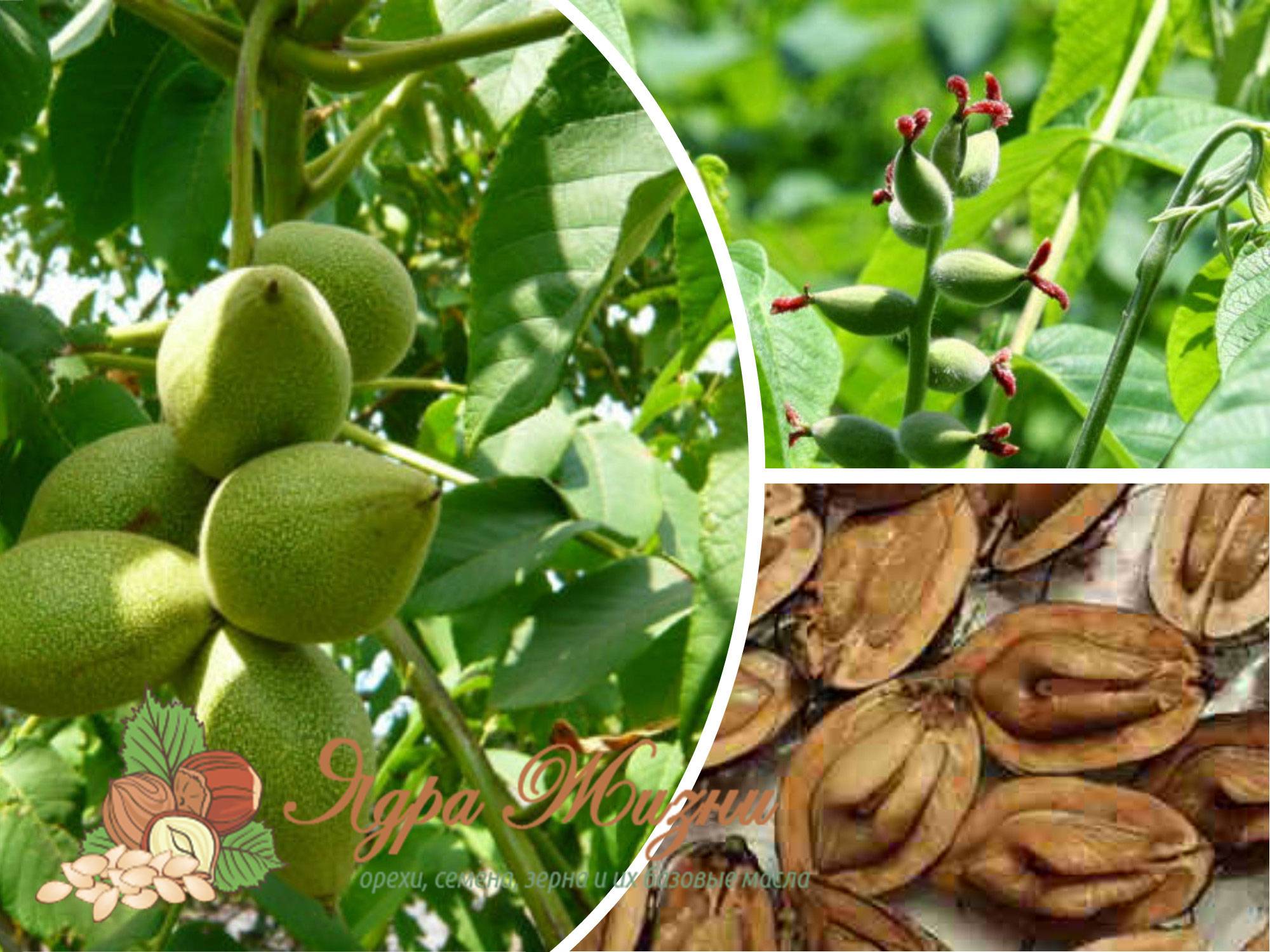 Маньчжурский орех: лечебные свойства, польза и вред