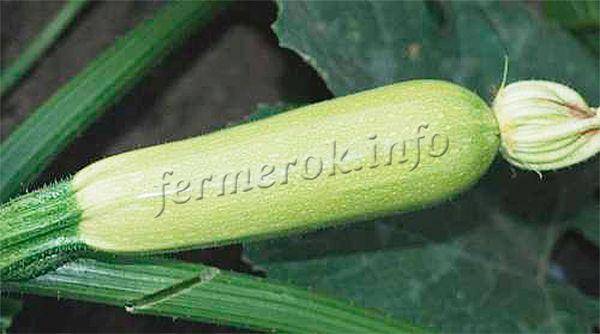Описание сорта кабачков сангрум f1, особенности выращивания и ухода