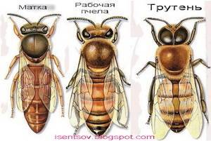 Этапы развития пчелиной матки
