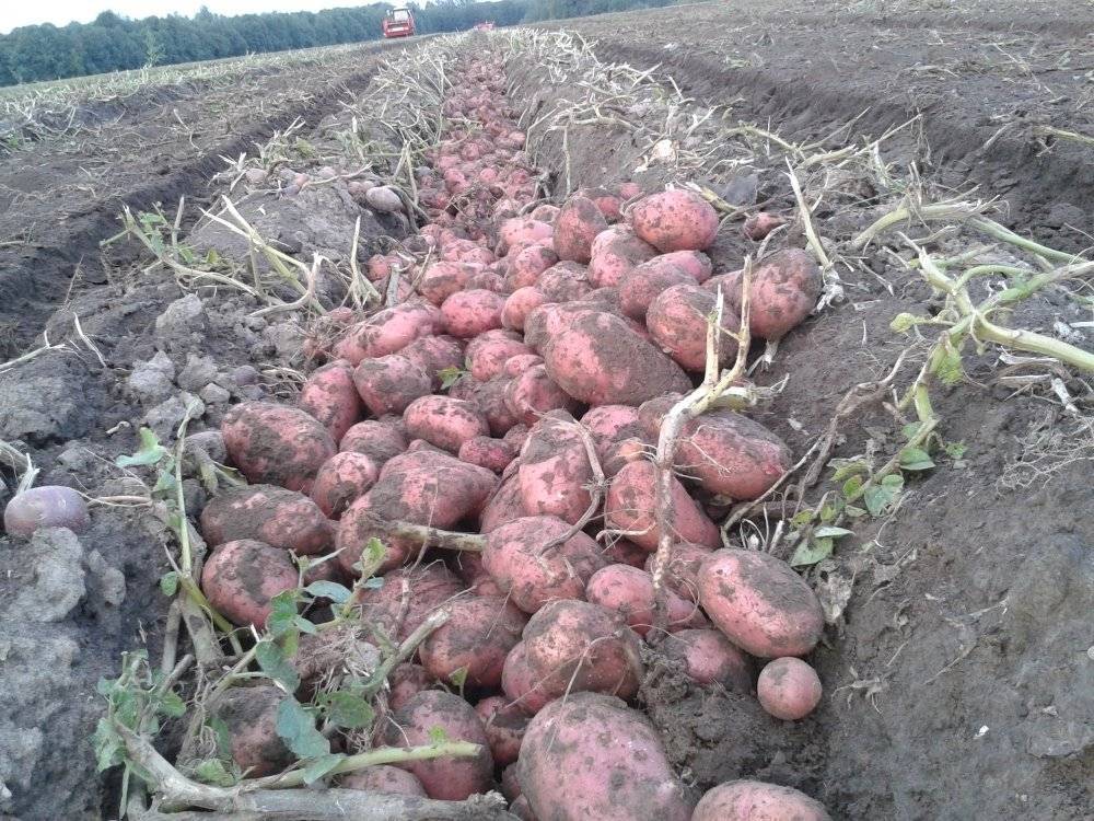 Немецкий картофель розара: ранний сорт, неприхотливый в уходе
